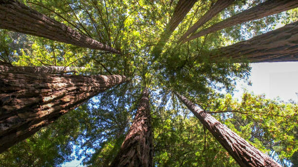 Best Tree Removal  in USA