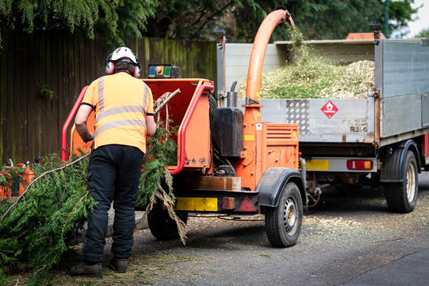 Best Tree Preservation Services  in USA